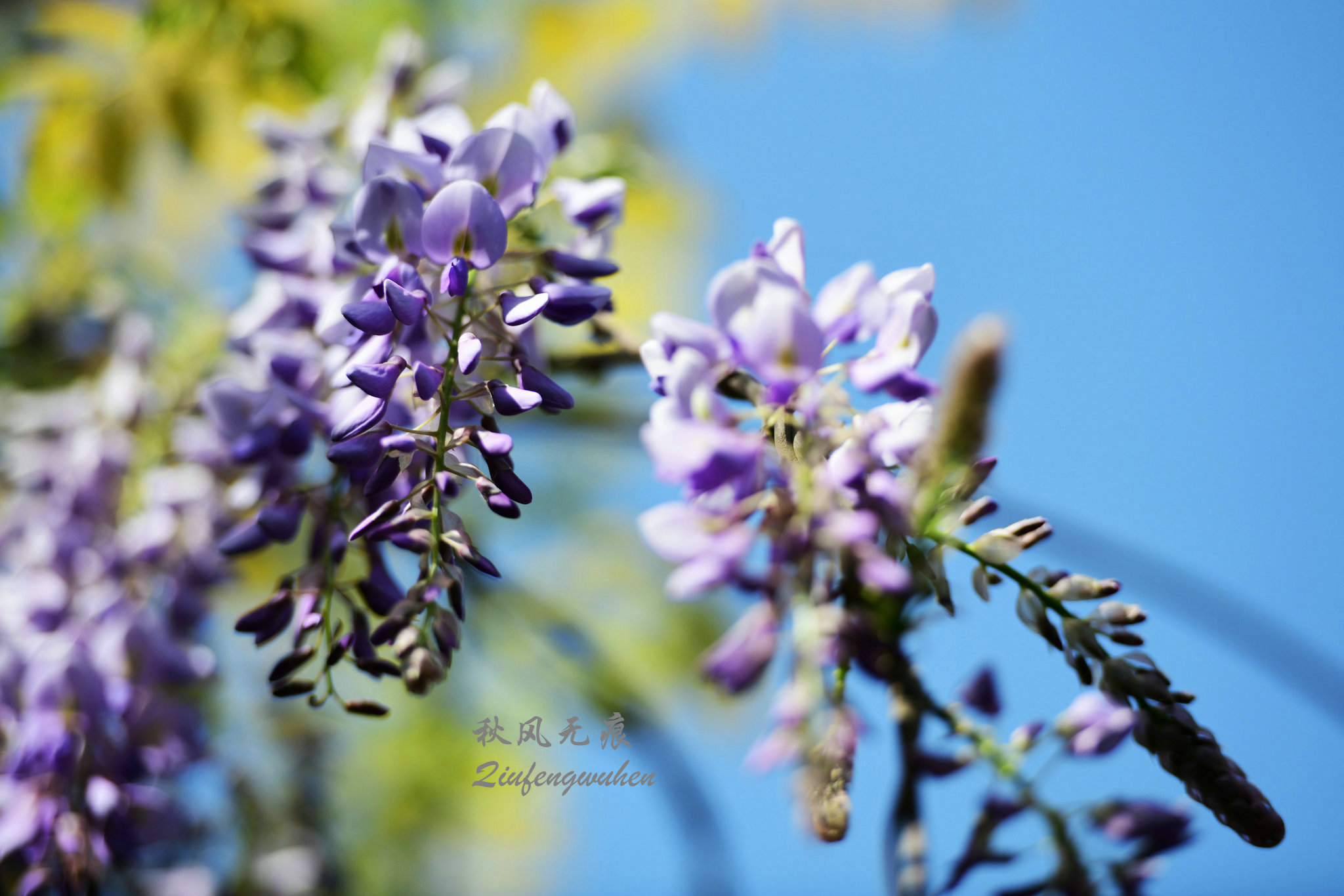 四月的春风西安,四月春风里的樱花