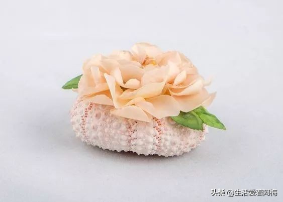 在贝壳里做上好看的装饰,简单的贝壳的工艺品