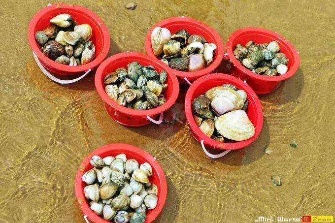 藏在日照的海边,竟然有一处世外桃源,赶海,捕鱼,温馨民宿……