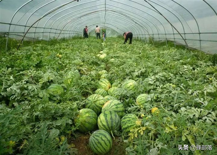 农民种植技术如何提高收益,农村种植农作物怎样高产