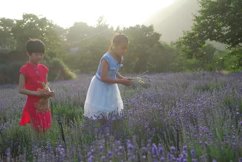紫色胜境美翻了，世界第三大薰衣草芳香小镇竟然就在山东潍坊