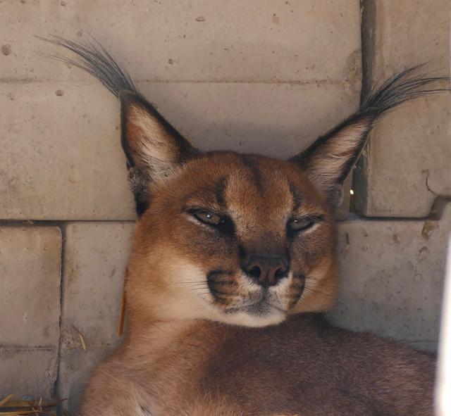 山猫是真的存在吗,猫和山猫有什么不同