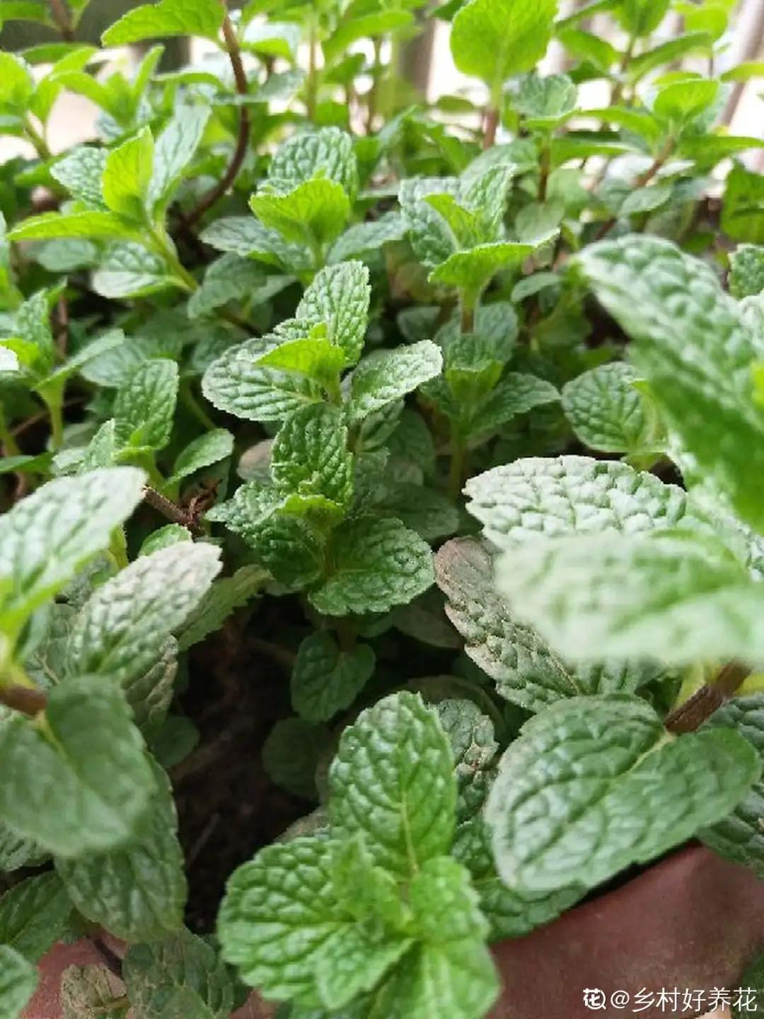 花盆里的小黑飞苍蝇怎么处理,家里养什么花最容易生小黑飞虫