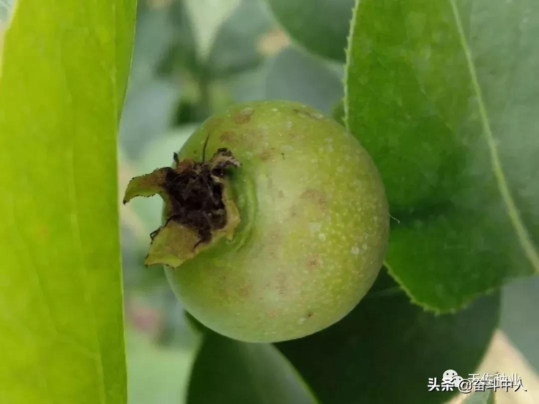 磷酸二氢钾执行标准2321是假的吗 (磷酸二氢钾与尿素混合1000倍溶液)