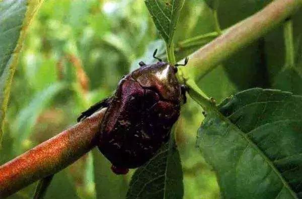 桃树虫害图谱,桃树虫害的图片及防治方法