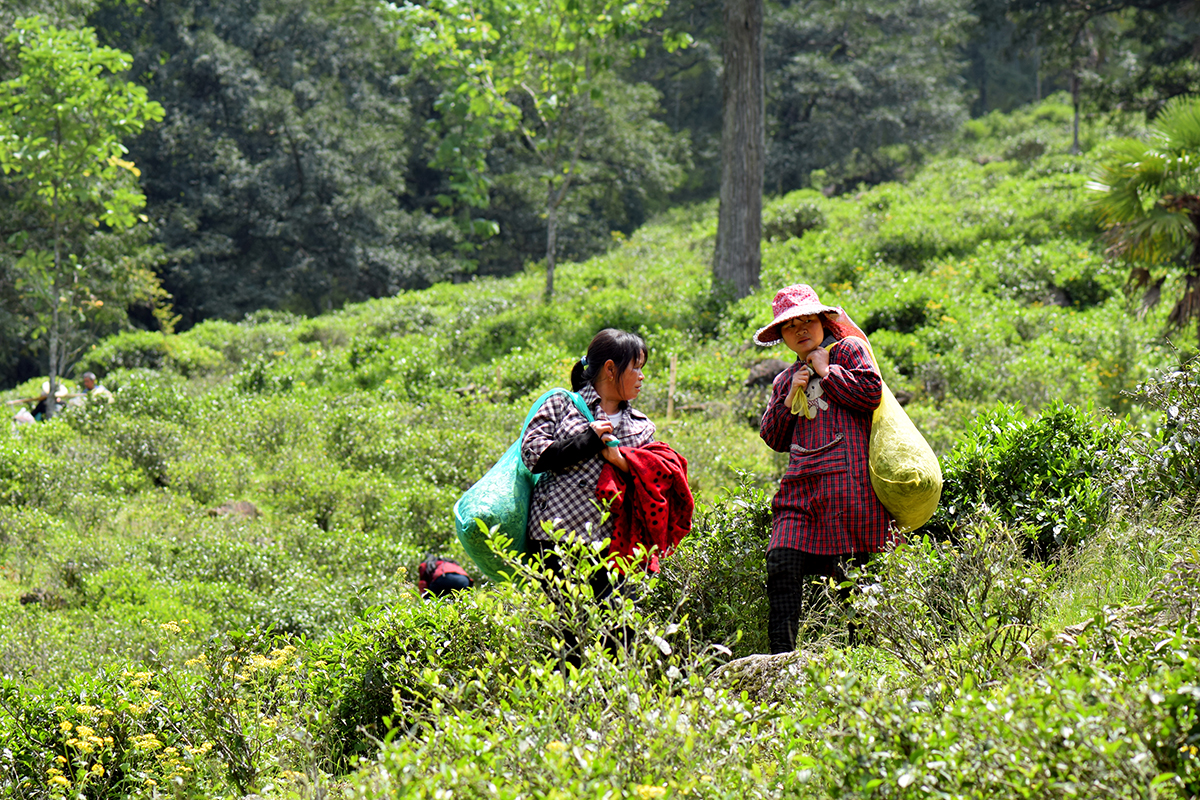 从业十年我所经历的火爆和低迷,茶行业真实揭露