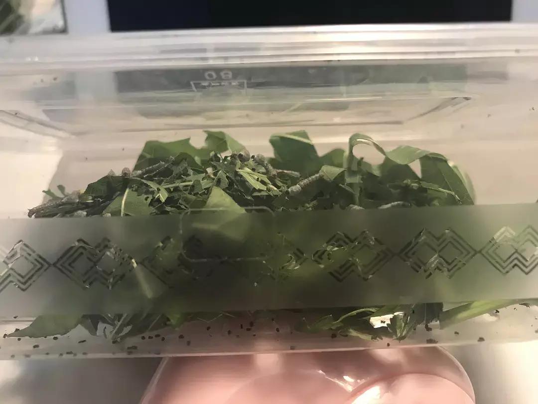 蚕宝宝你在养吗,蚕宝宝养的过密会死吗