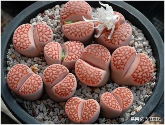 天价兰花怎么养护好呢视频,天价盆栽养殖方法