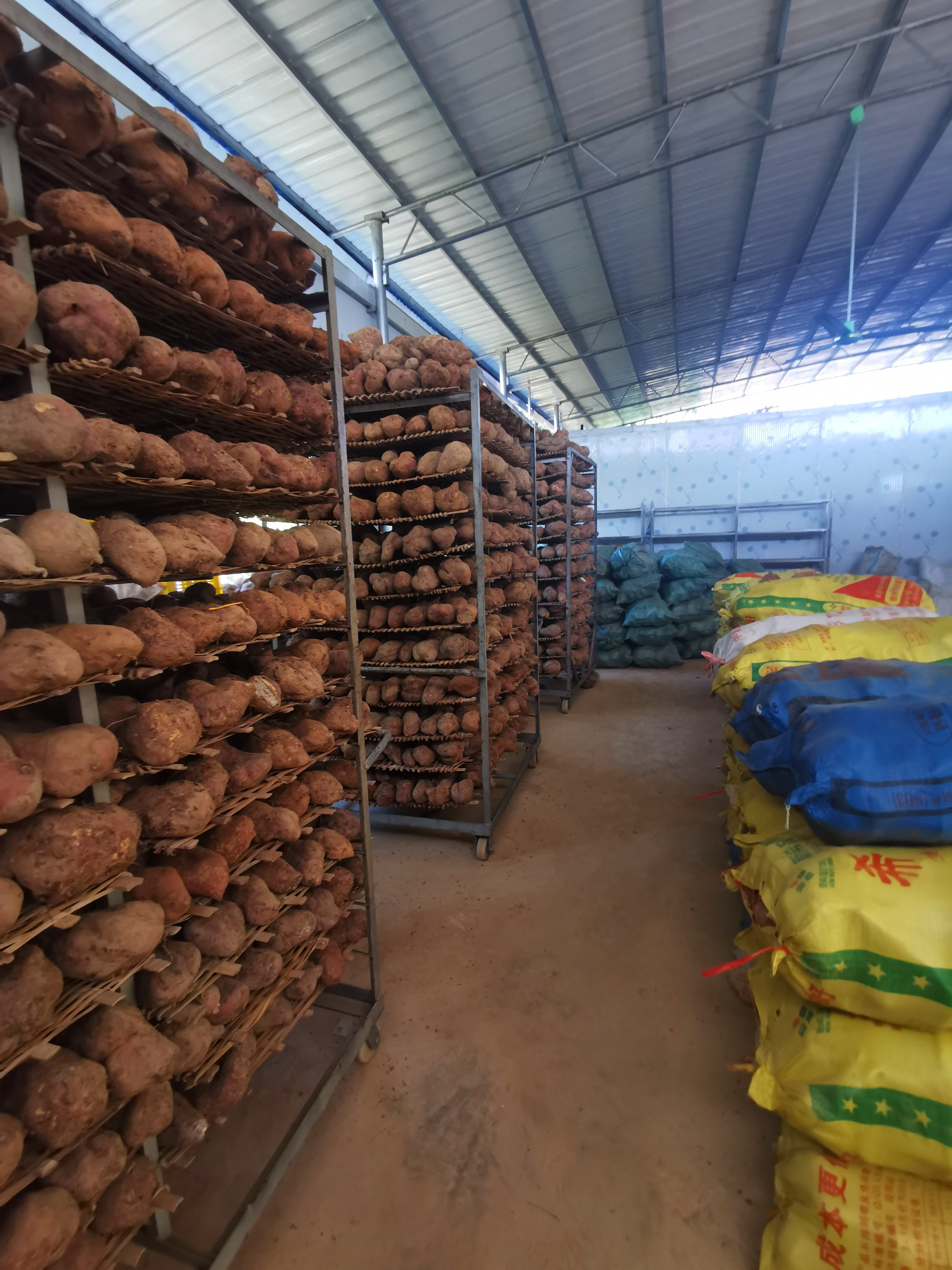 土种的红薯,十大红薯品牌排行