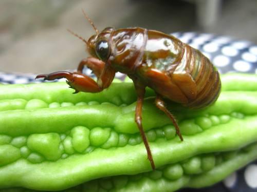 最美诗词音乐,欧阳修鸣蝉赋