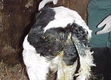 犊牛腹泻痢特灵用法用量,犊牛腹泻的防治措施