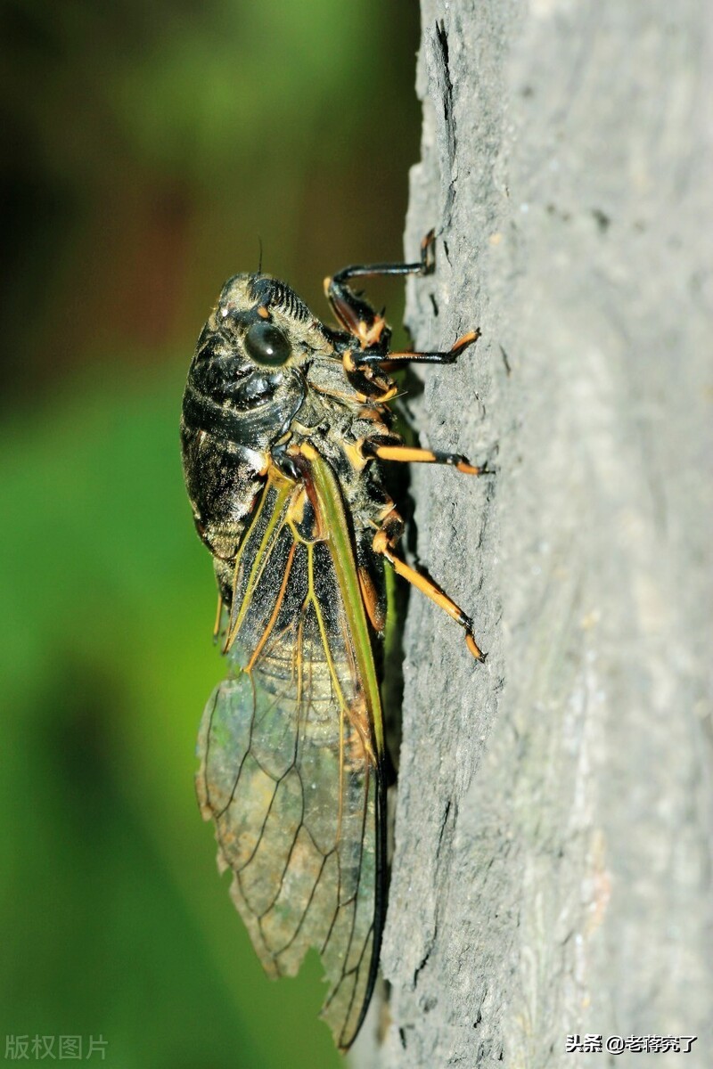 各种鸣虫的叫声和饲养,冬季常见的鸣虫有哪些