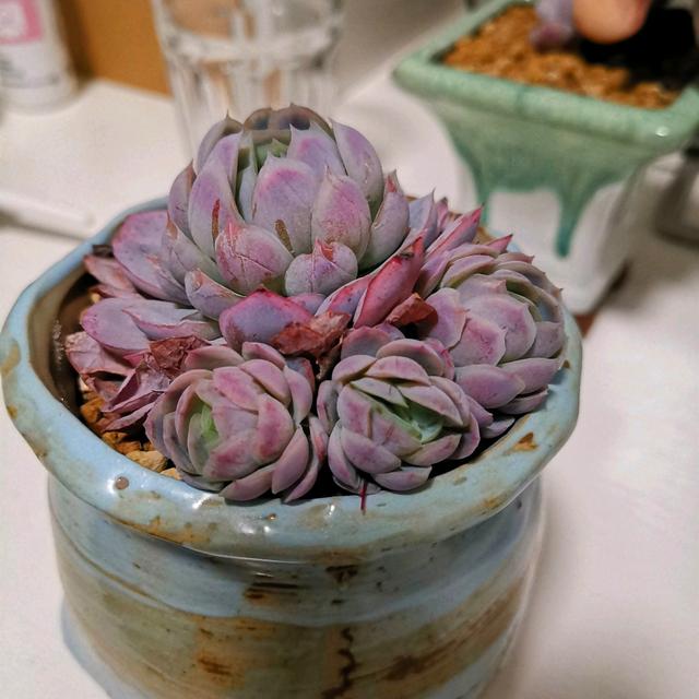 冰梅多肉夏天怎么养,夏季养多肉冰梅方法