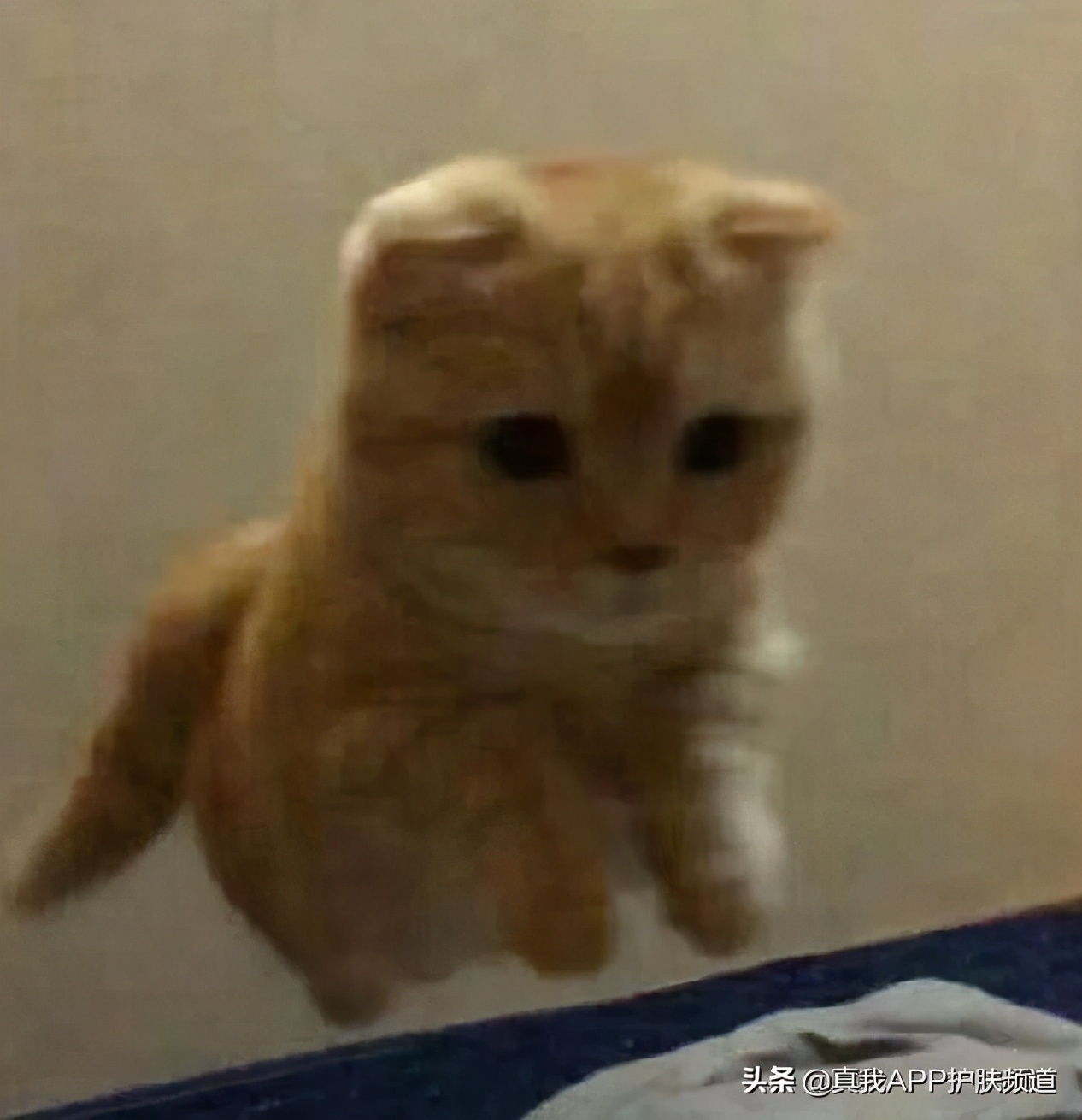 破产？品质和性价比兼具的露华浓，是你不能错过的宝藏品牌