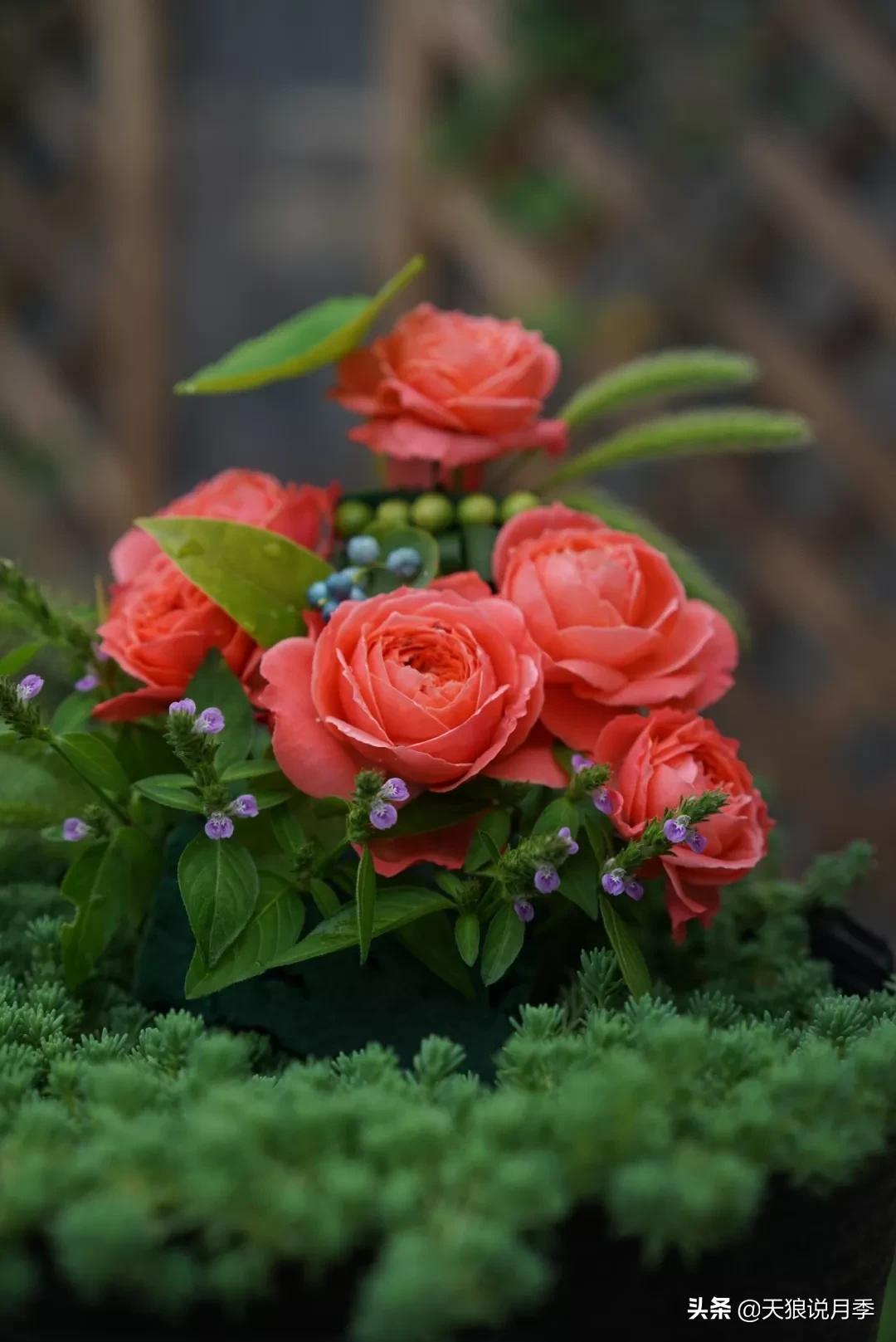 又一个十年,国产自育品种