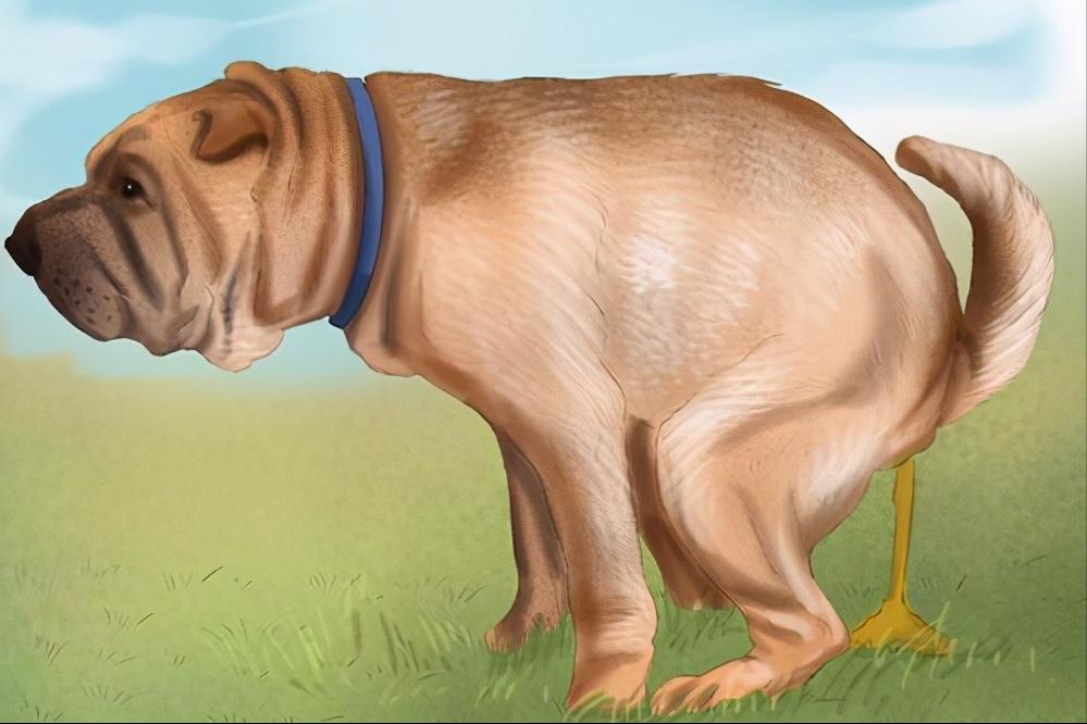 狗大便前为什么要转圈圈,为什么狗拉屎前转圈圈