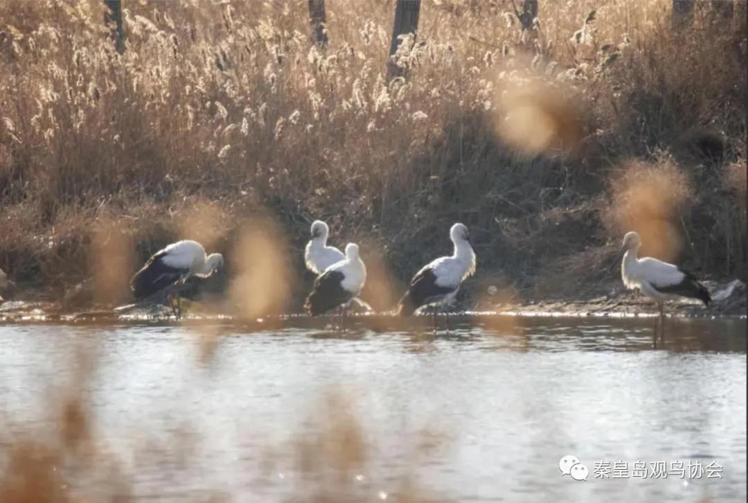 爱心让世界变得更美好作文,爱心让冬日暖意融融