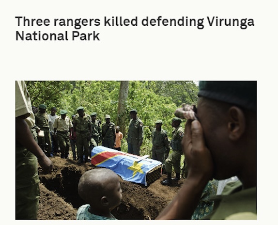 已死亡的著名大猩猩,年龄最大的大猩猩去世