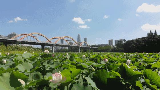 深圳免费公园哪里最好啊,深圳十大免费公园景点大全