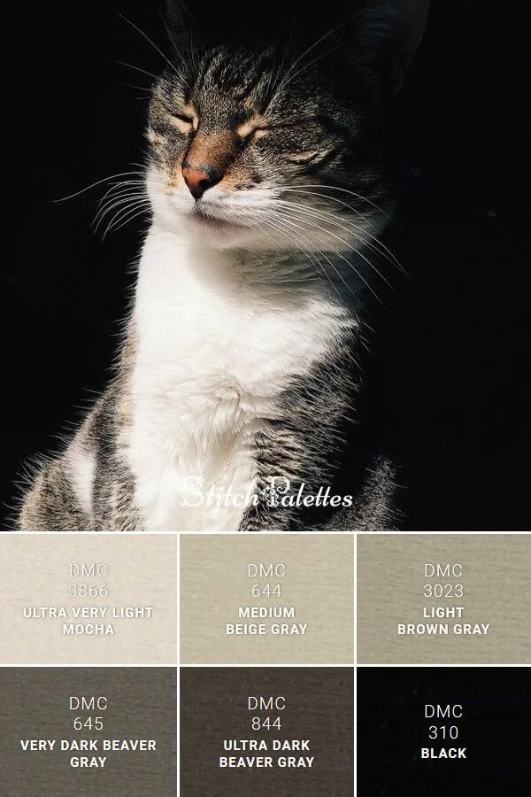 动物配色大全视频,配色的设计灵感