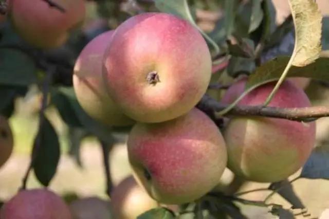 国光苹果最新消息,国光苹果为什么不纯了