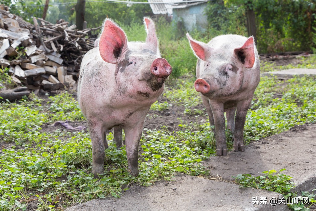 俗语“猪来穷,狗来富,猫儿来了戴麻布”,农村送小家畜的规矩?