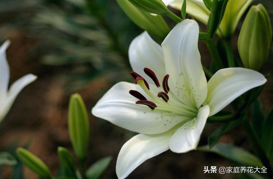 新手种花最怕什么,新手种植什么百合最好