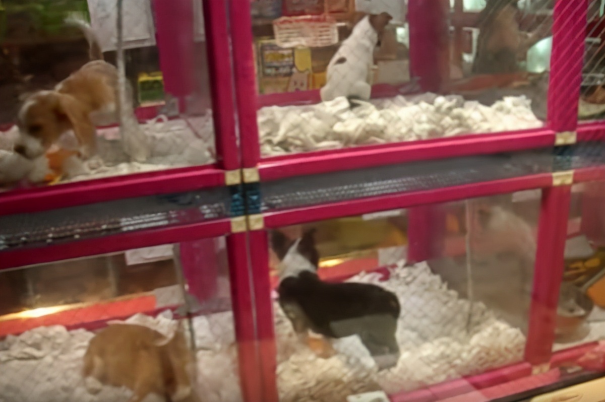 日本奇葩自动售卖机,日本顶级自动售货机