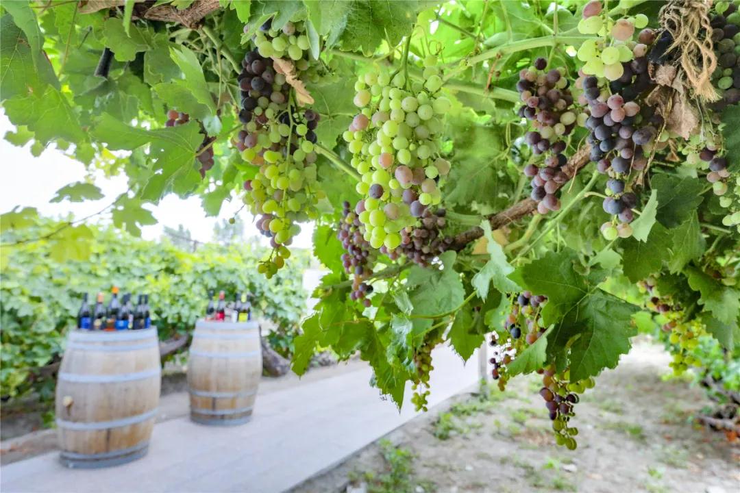 贺东庄园葡萄,河北怀来酿酒葡萄喜获丰收