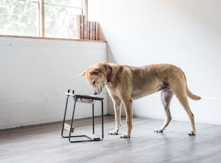 狗狗白内障并发青光眼怎么治,狗狗白内障和结膜炎的区别