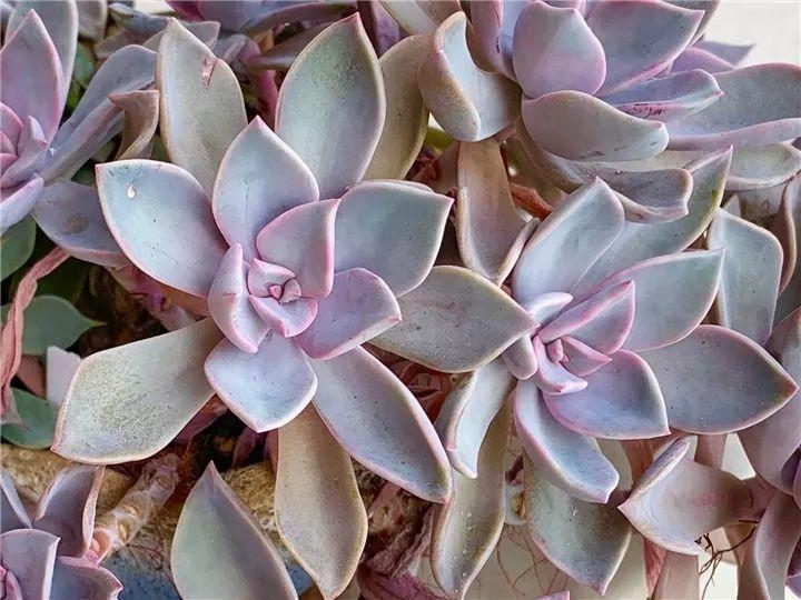 100种常见多肉的养法图片大全,60种好度夏的多肉植物