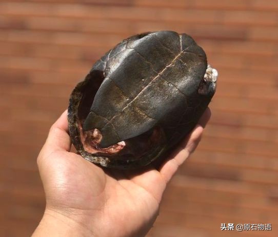 盘龟壳会玉化包浆后效果视频,龟壳盘多久玉化包浆起荧光