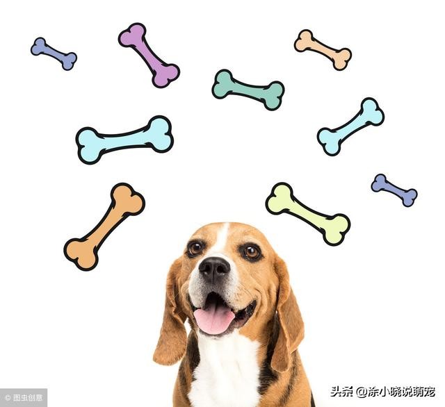 针对孕期中的狗狗,主人应如何解读狗狗孕期反应,孕期如何应对