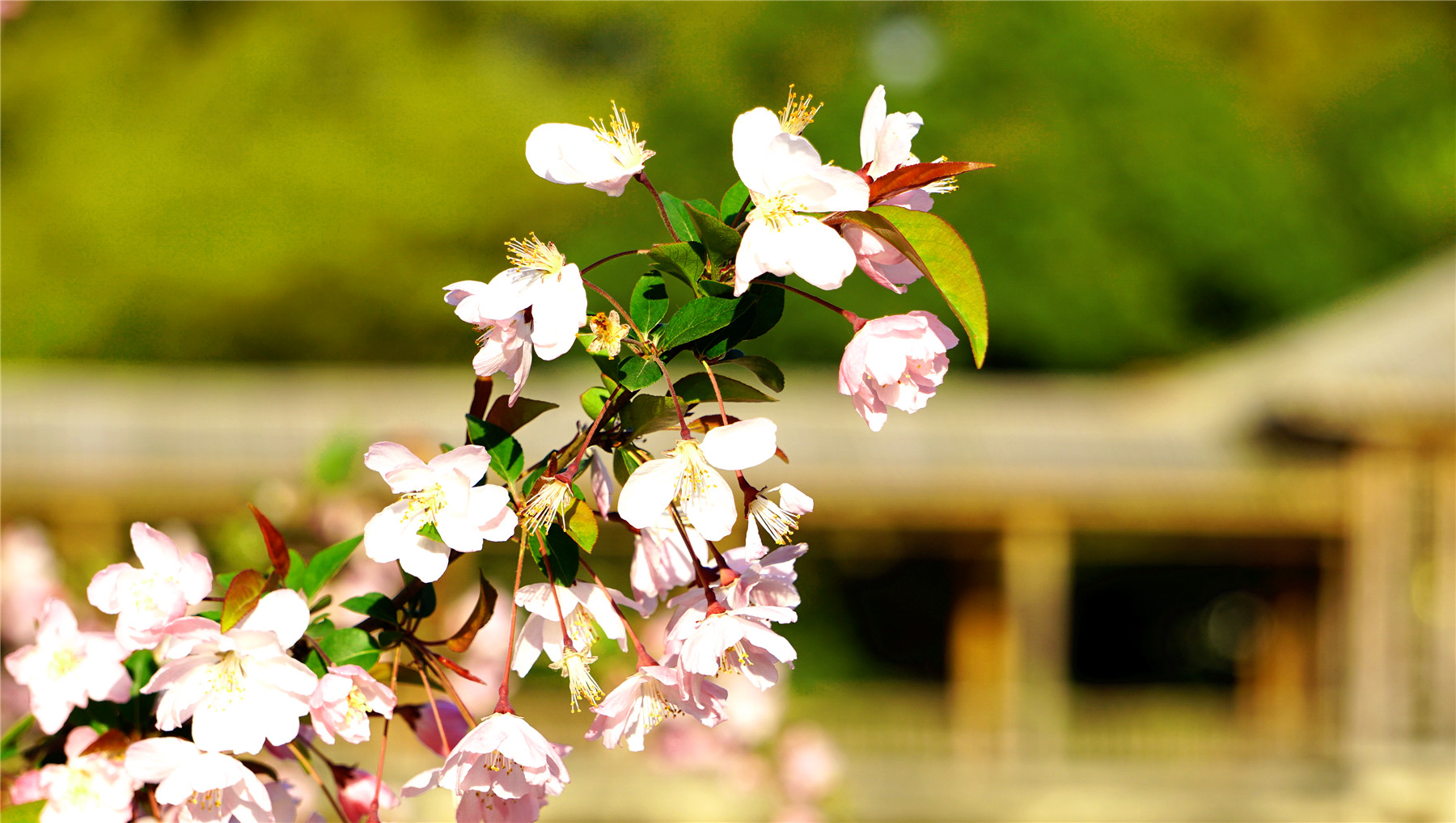 杭州西湖游玩攻略大全,杭州西湖最佳游玩攻略