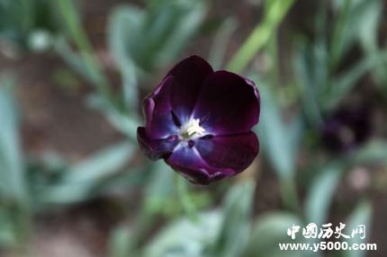 郁金香的花语是祝福,紫色郁金香和粉色郁金香的花语