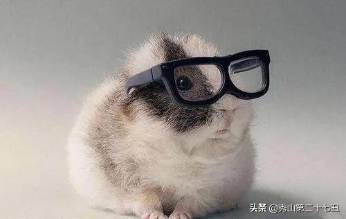 十大最省心又好养的宠物排行,公认十大好养又便宜的宠物