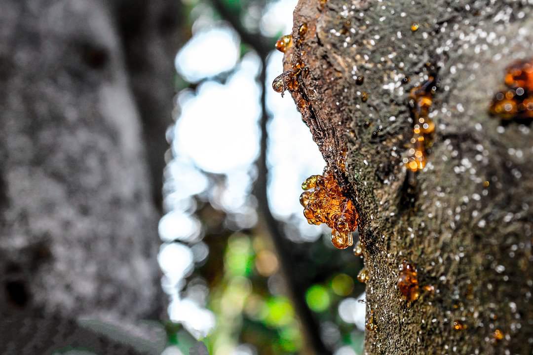 松香外敷的药用价值,松香药用