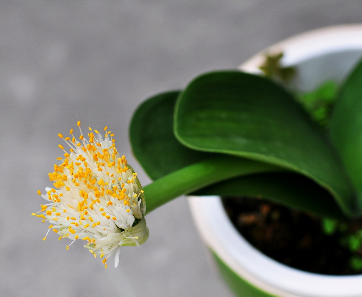 君子兰怎么养才能长得好还能开花,君子兰怎么养才能养得好看开花