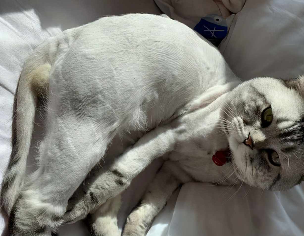 虎斑猫掉毛严重为什么,虎斑猫剃毛后长出来的颜色