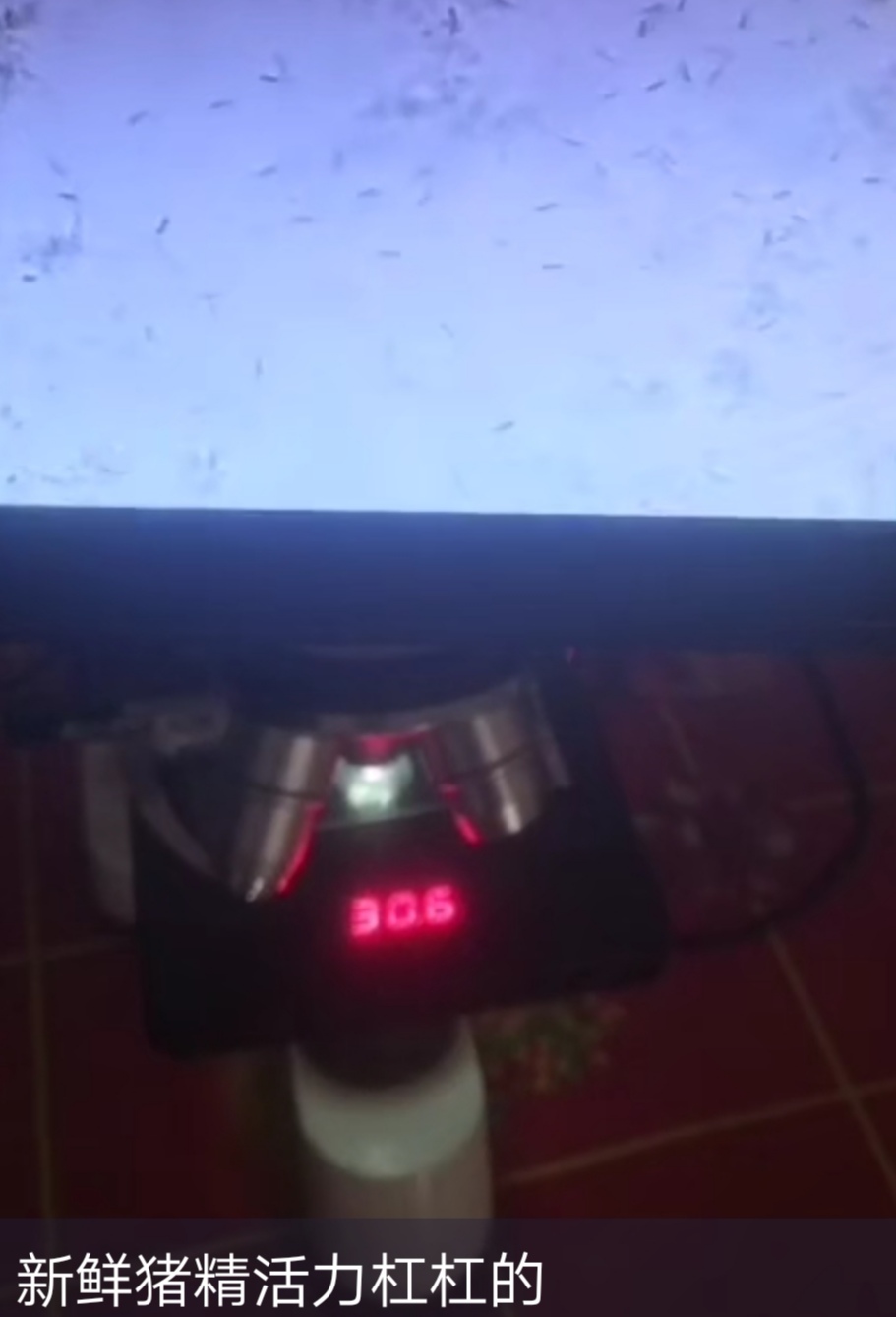 提高母猪产仔数的技巧有什么,如何提高母猪养猪场效益