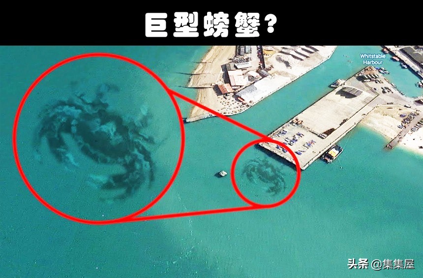 从谷歌地图上拍到的奇怪生物,在谷歌地图上发现的巨大怪异生物