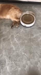 搞笑动图gif图片,搞笑短视频段子15秒