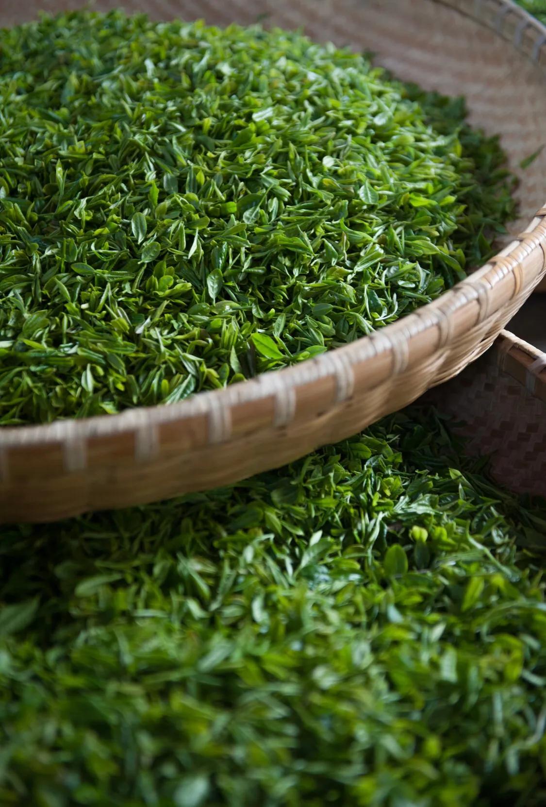 茶字的起源与作用,茶字的由来