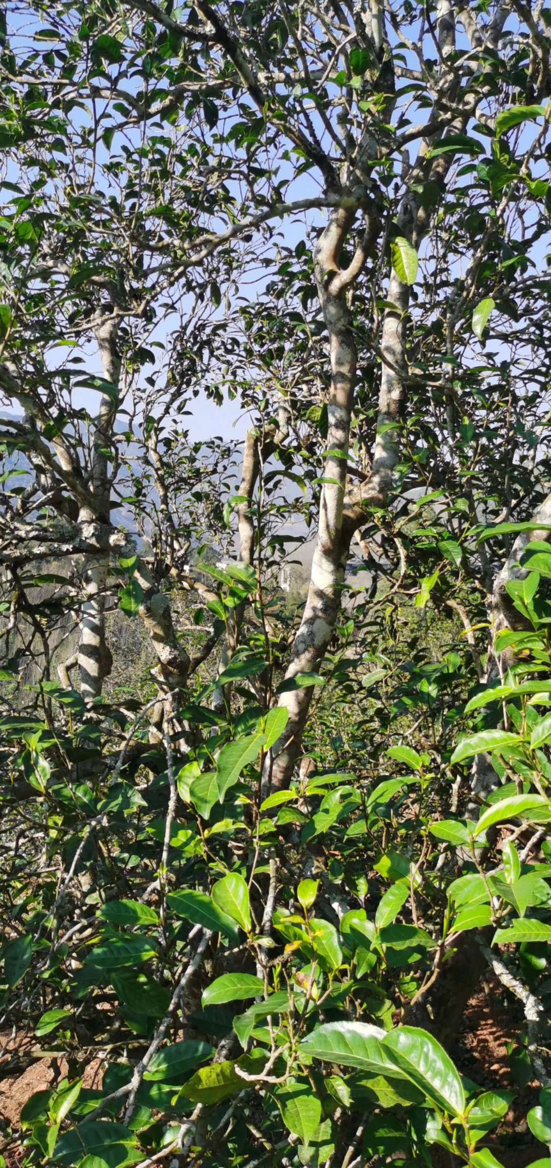 2019昔归头春古树茶价格,曼岗古树茶和昔归古树茶区别