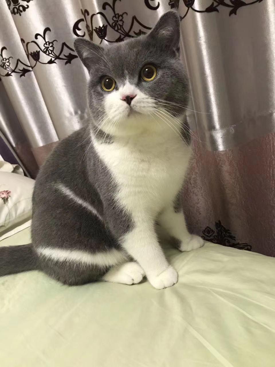 幼猫粮口碑最好的十大猫粮测评,猫粮幼猫粮推荐