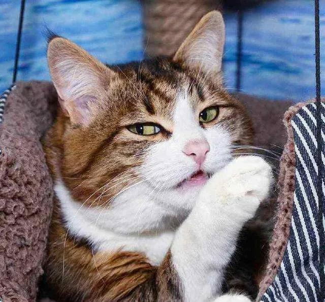 猫咪拉肚子吃蒙脱石散用量,猫咪绝育后拉肚子怎么回事