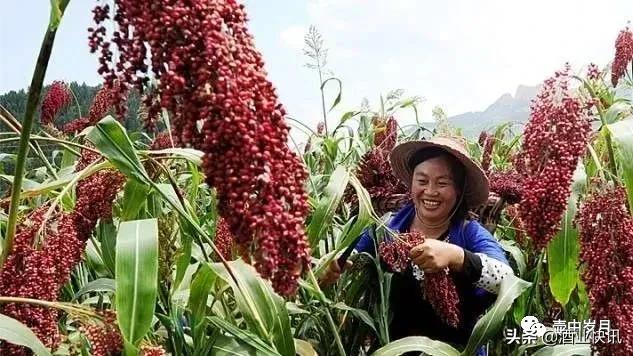 为什么高粱酒有苦涩的味道,喝高粱酒有什么好处