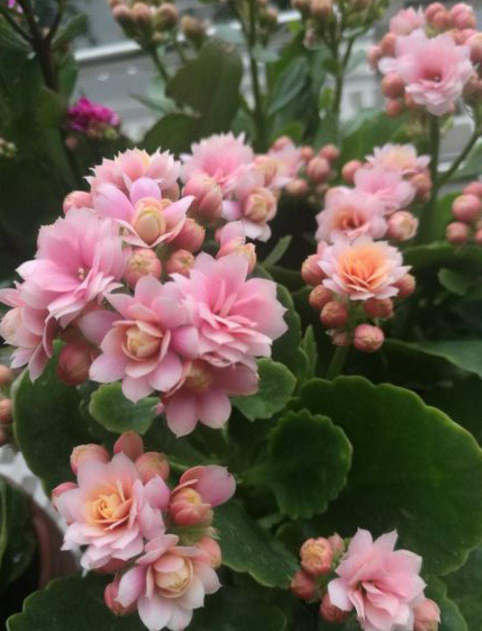 长寿花买回来刚刚有花朵怎么养,长寿花夏天落叶怎么养