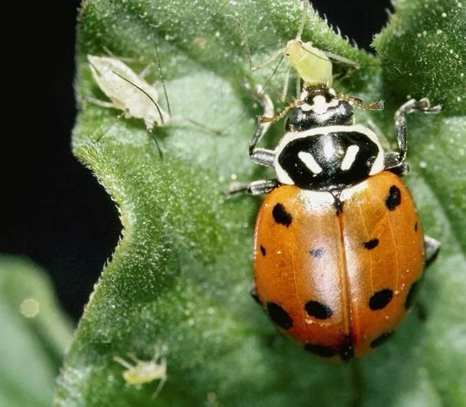 瓢虫怎么分辨害虫和益虫,瓢虫会吃植物吗