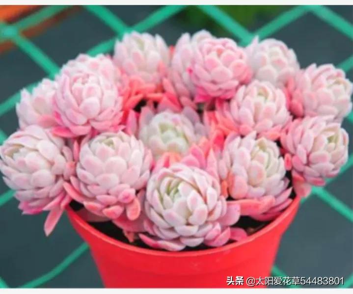 冰梅多肉怎么养才紧密包裹,冰梅多肉怎么养护出状态